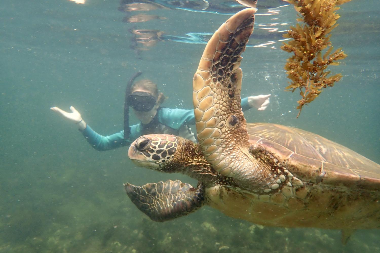 一名<a href='http://ursa.mtc139.com'>全球十大赌钱排行app</a>学生在Galápagos群岛游学途中与一只巨龟游泳.